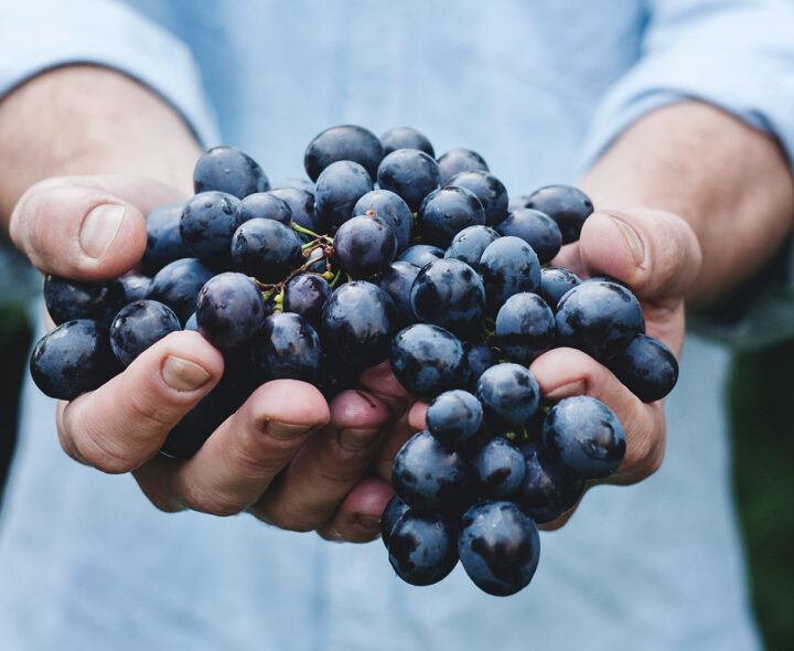 Sommellerie : maîtriser l’essentiel du vin